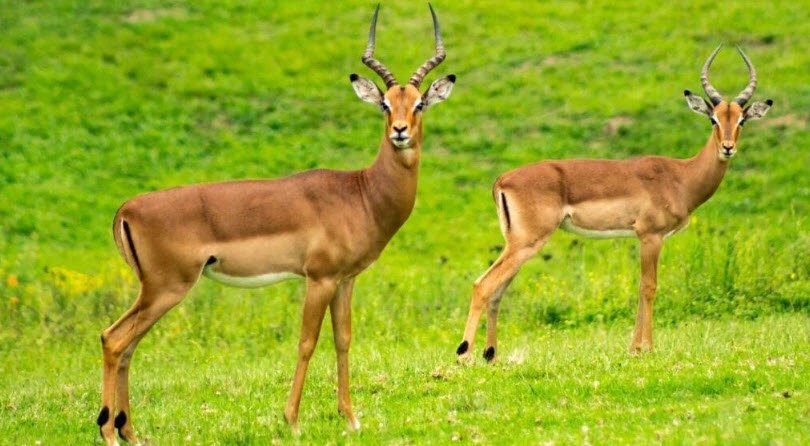 Bir Bhadson Wildlife Sanctuary